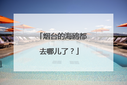 烟台的海鸥都去哪儿了？