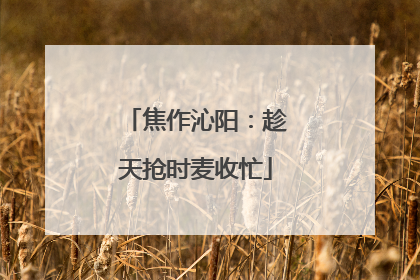焦作沁阳：趁天抢时麦收忙