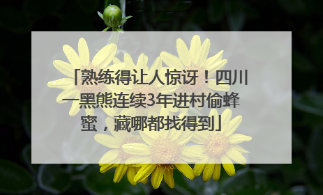 熟练得让人惊讶！四川一黑熊连续3年进村偷蜂蜜，藏哪都找得到