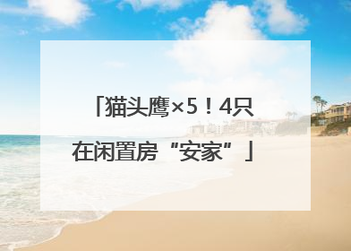 猫头鹰×5！4只在闲置房“安家”