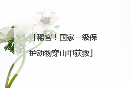 稀客！国家一级保护动物穿山甲获救