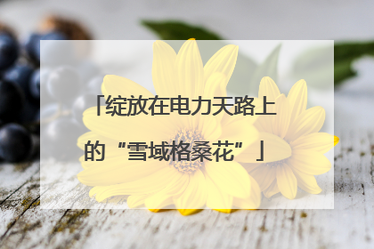 绽放在电力天路上的“雪域格桑花”