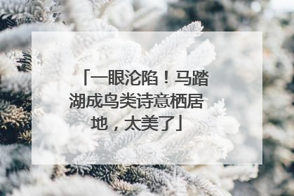 一眼沦陷！马踏湖成鸟类诗意栖居地，太美了