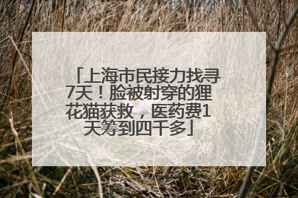 上海市民接力找寻7天！脸被射穿的狸花猫获救，医药费1天筹到四千多