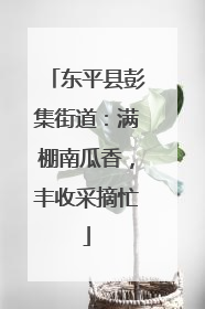 东平县彭集街道：满棚南瓜香，丰收采摘忙