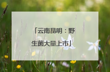 云南昆明：野生菌大量上市