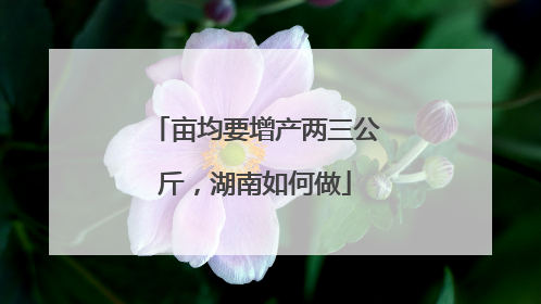 亩均要增产两三公斤，湖南如何做