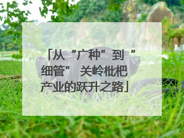 从“广种”到“细管” 关岭枇杷产业的跃升之路