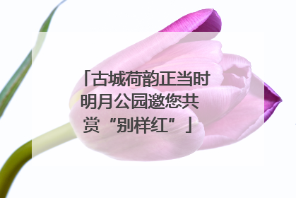 古城荷韵正当时 明月公园邀您共赏“别样红”