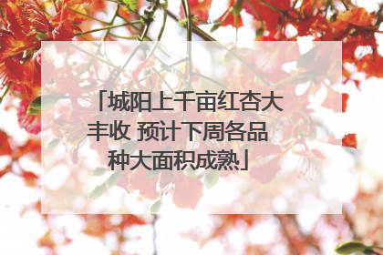城阳上千亩红杏大丰收 预计下周各品种大面积成熟