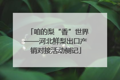 咱的梨“香”世界——河北鲜梨出口产销对接活动侧记