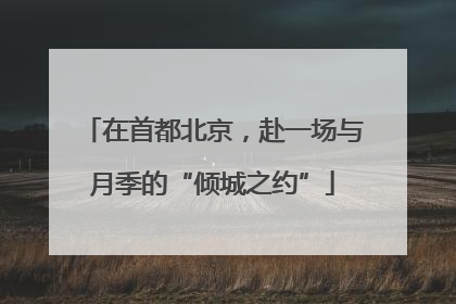 在首都北京，赴一场与月季的“倾城之约”
