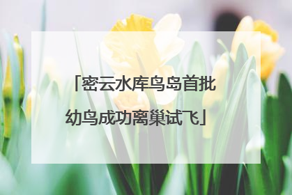 密云水库鸟岛首批幼鸟成功离巢试飞