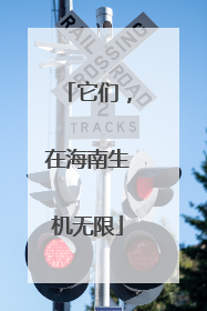 它们，在海南生机无限