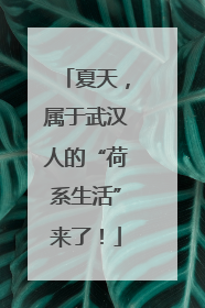 夏天，属于武汉人的“荷系生活”来了！
