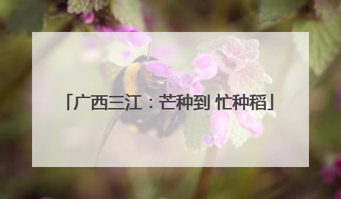 广西三江：芒种到 忙种稻