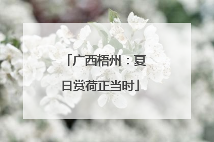 广西梧州：夏日赏荷正当时