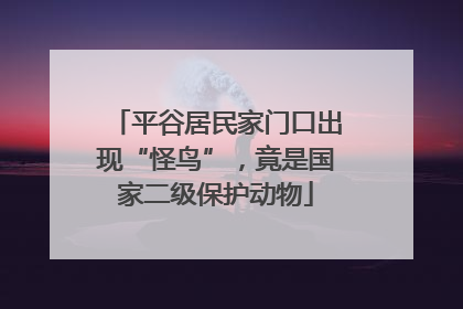 平谷居民家门口出现“怪鸟”，竟是国家二级保护动物