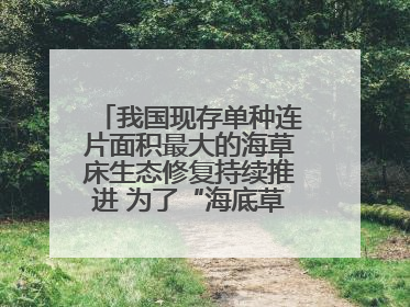 我国现存单种连片面积最大的海草床生态修复持续推进 为了“海底草原”更繁茂