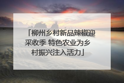 柳州乡村新品辣椒迎采收季 特色农业为乡村振兴注入活力