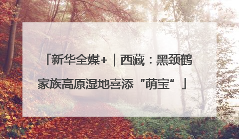 新华全媒+｜西藏：黑颈鹤家族高原湿地喜添“萌宝”