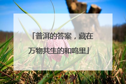 普洱的答案，藏在万物共生的和鸣里