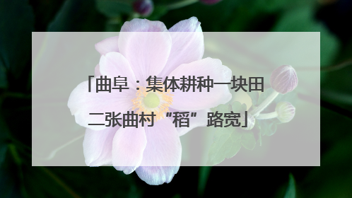 曲阜：集体耕种一块田 二张曲村“稻”路宽