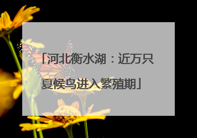 河北衡水湖：近万只夏候鸟进入繁殖期