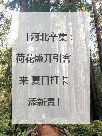 河北辛集：荷花盛开引客来 夏日打卡添新景