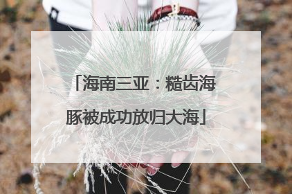 海南三亚：糙齿海豚被成功放归大海