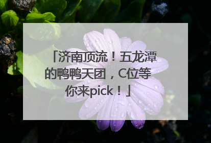 济南顶流！五龙潭的鸭鸭天团，C位等你来pick！
