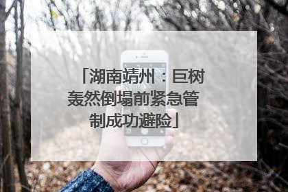 湖南靖州：巨树轰然倒塌前紧急管制成功避险