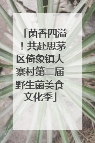菌香四溢！共赴思茅区倚象镇大寨村第二届野生菌美食文化季