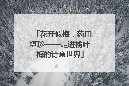 花开似梅，药用堪珍——走进榆叶梅的诗意世界