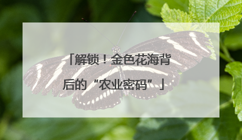 解锁！金色花海背后的“农业密码”