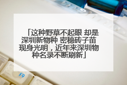 这种野草不起眼 却是深圳新物种 密穗砖子苗现身光明，近年来深圳物种名录不断刷新