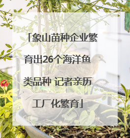 象山苗种企业繁育出26个海洋鱼类品种 记者亲历工厂化繁育