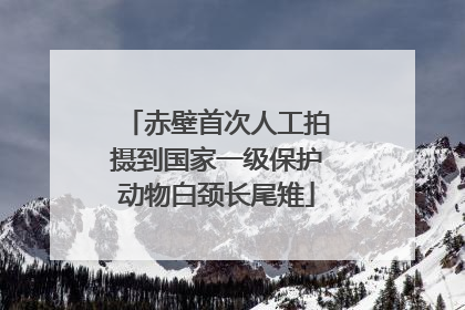 赤壁首次人工拍摄到国家一级保护动物白颈长尾雉