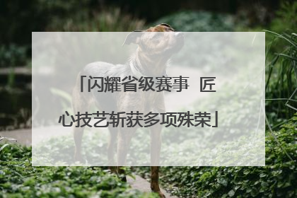 闪耀省级赛事  匠心技艺斩获多项殊荣