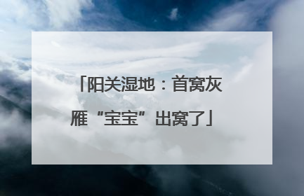 阳关湿地：首窝灰雁“宝宝”出窝了