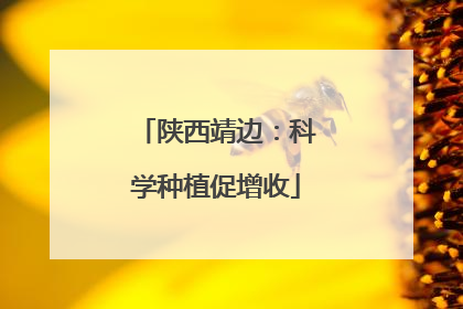 陕西靖边：科学种植促增收