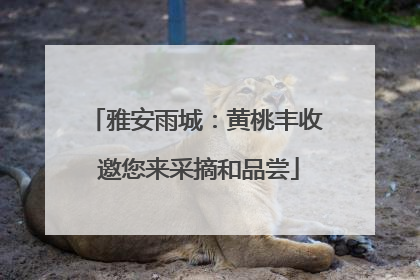 雅安雨城：黄桃丰收 邀您来采摘和品尝
