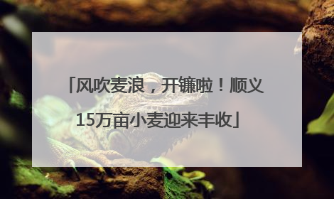 风吹麦浪，开镰啦！顺义15万亩小麦迎来丰收