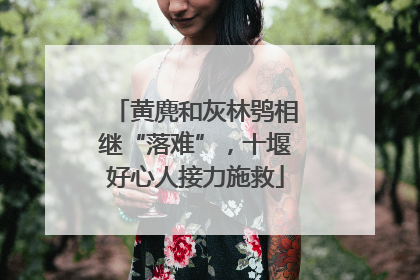 黄麂和灰林鸮相继“落难”，十堰好心人接力施救