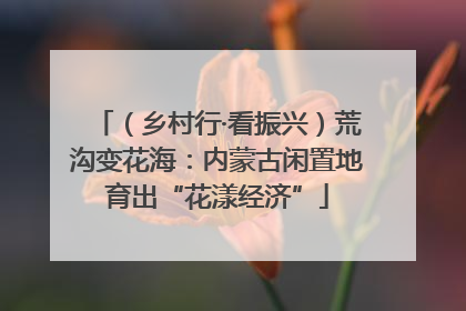 （乡村行·看振兴）荒沟变花海：内蒙古闲置地育出“花漾经济”